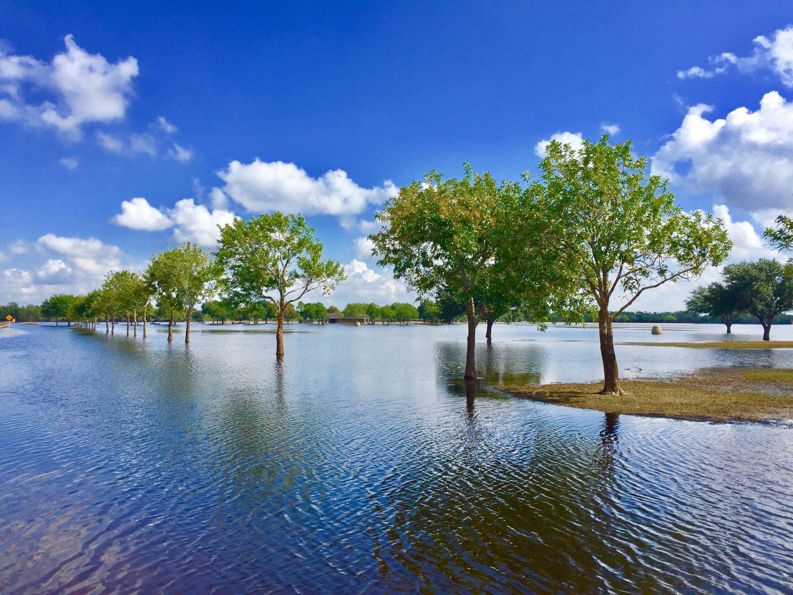 flooded field with trees and cloudy skies, representing the importance of Elevation Survey Services Near Me