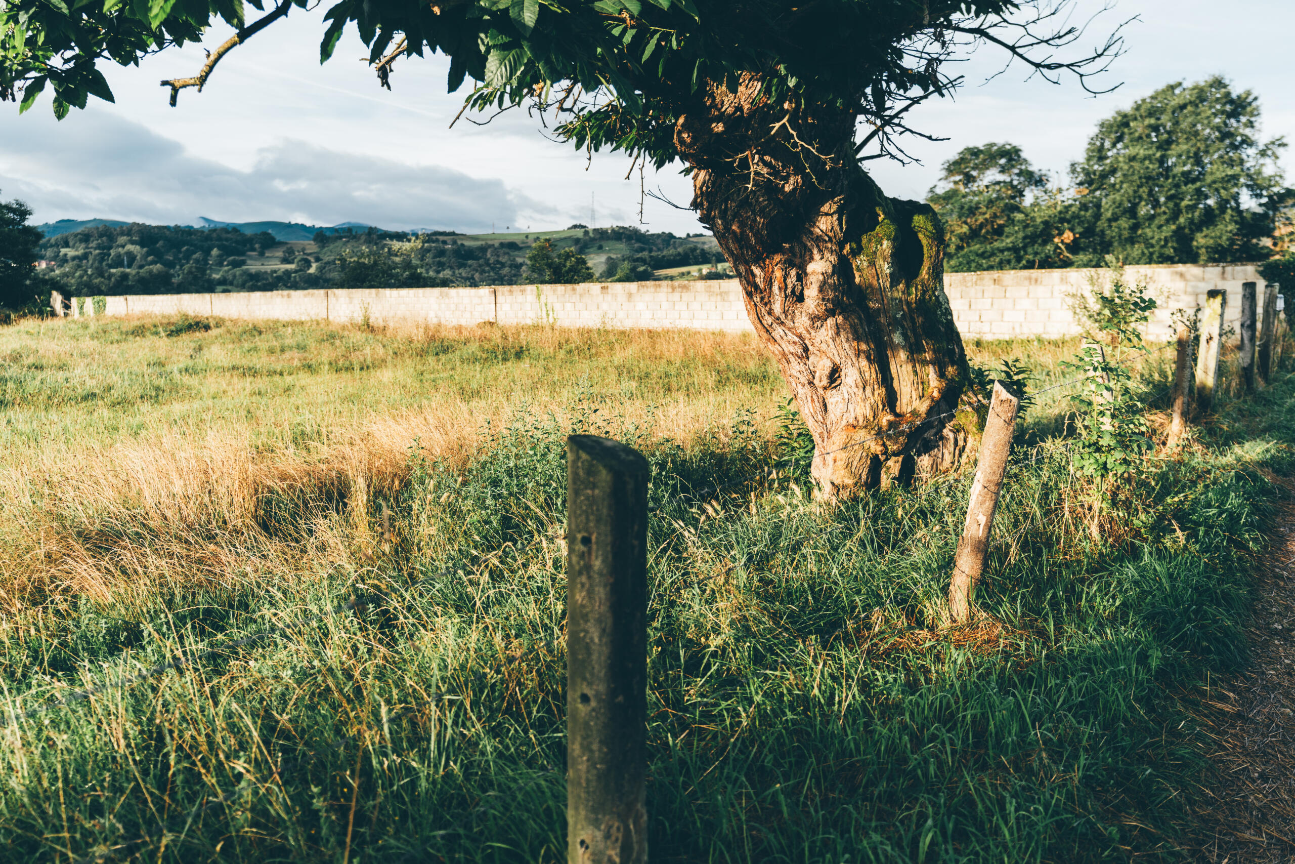 Sunny rustic field with tree representing the need to contact professional land surveyor