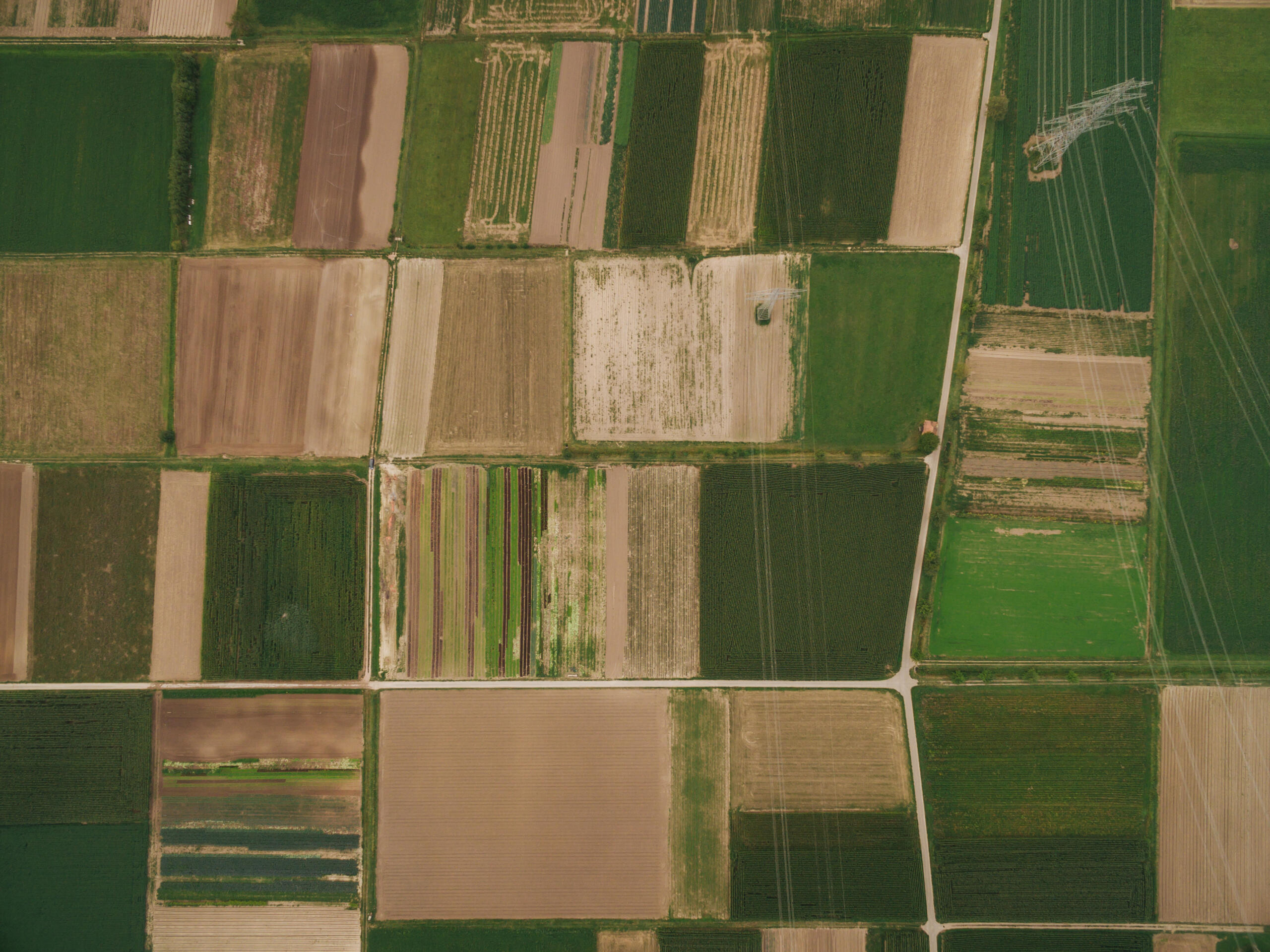 bird's eye view of agricultural fields