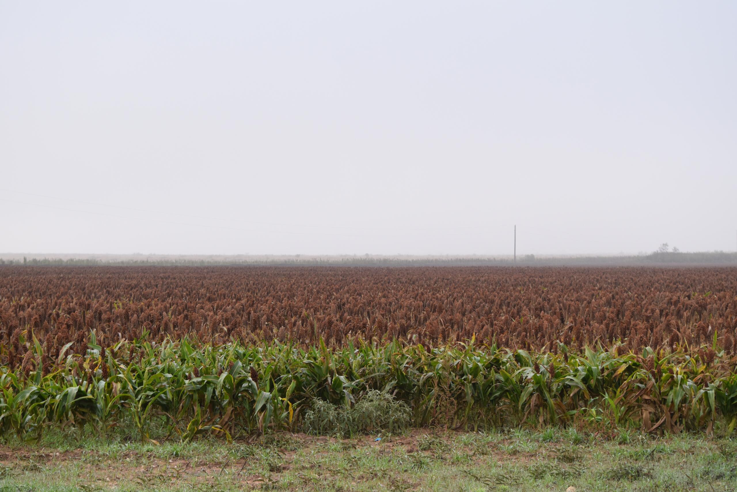 fields of grain in Texas